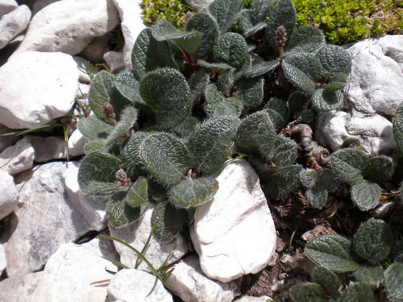 Salix reticulata / Salice reticolato