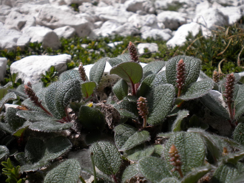 Salix reticulata / Salice reticolato