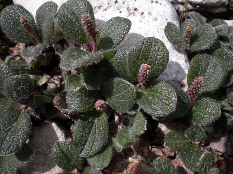 Salix reticulata / Salice reticolato