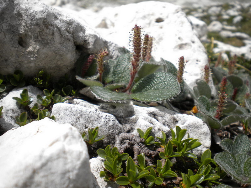 Salix reticulata / Salice reticolato