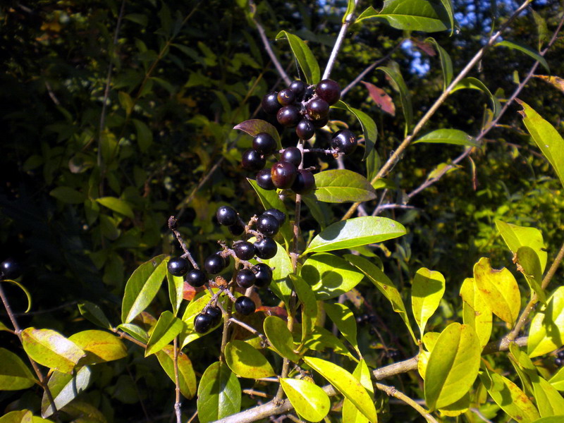 Ligustrum vulgare