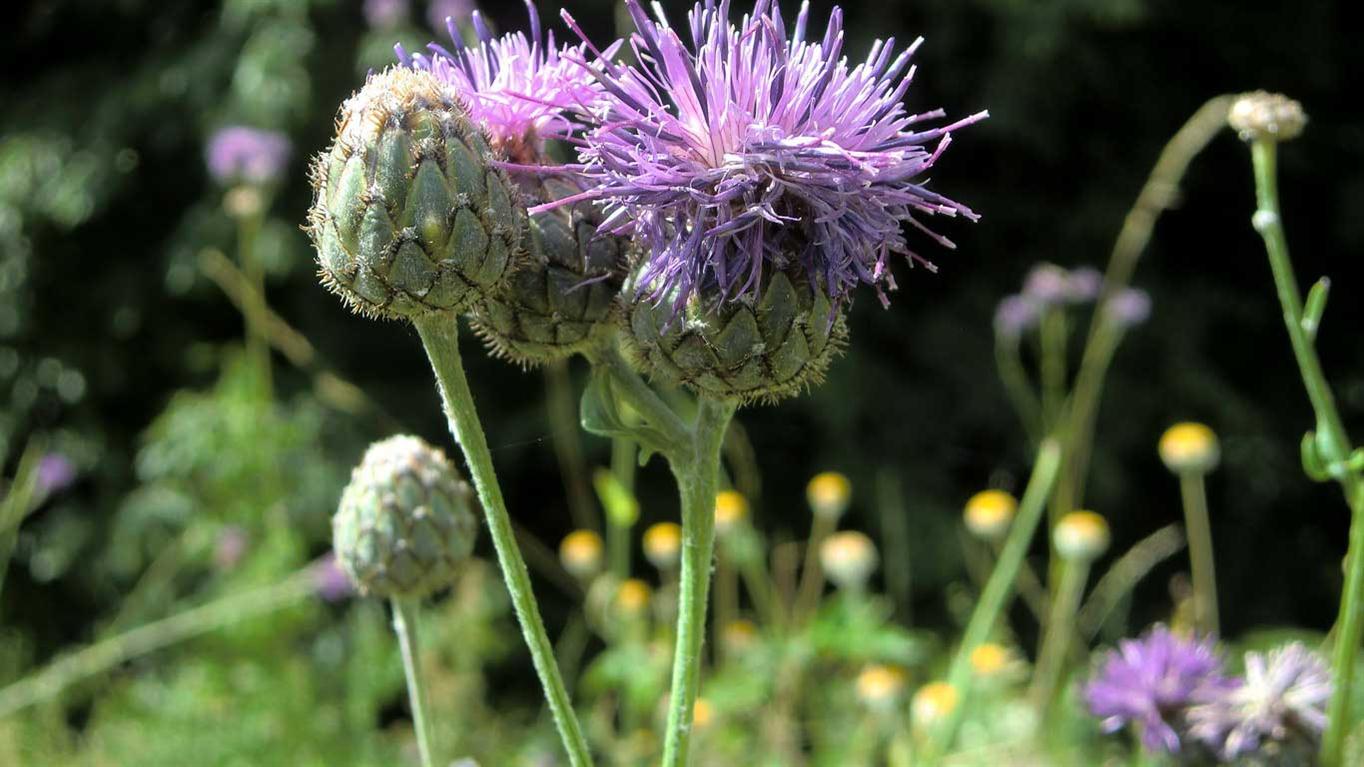 Centaurea scabiosa