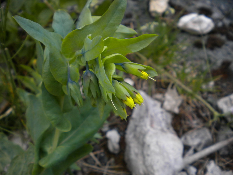 Cerinthe alpina (=C.glabra) / Erba vajola alpina