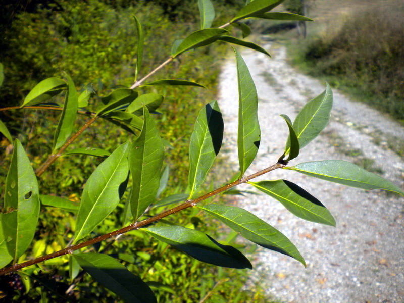 Ligustrum vulgare