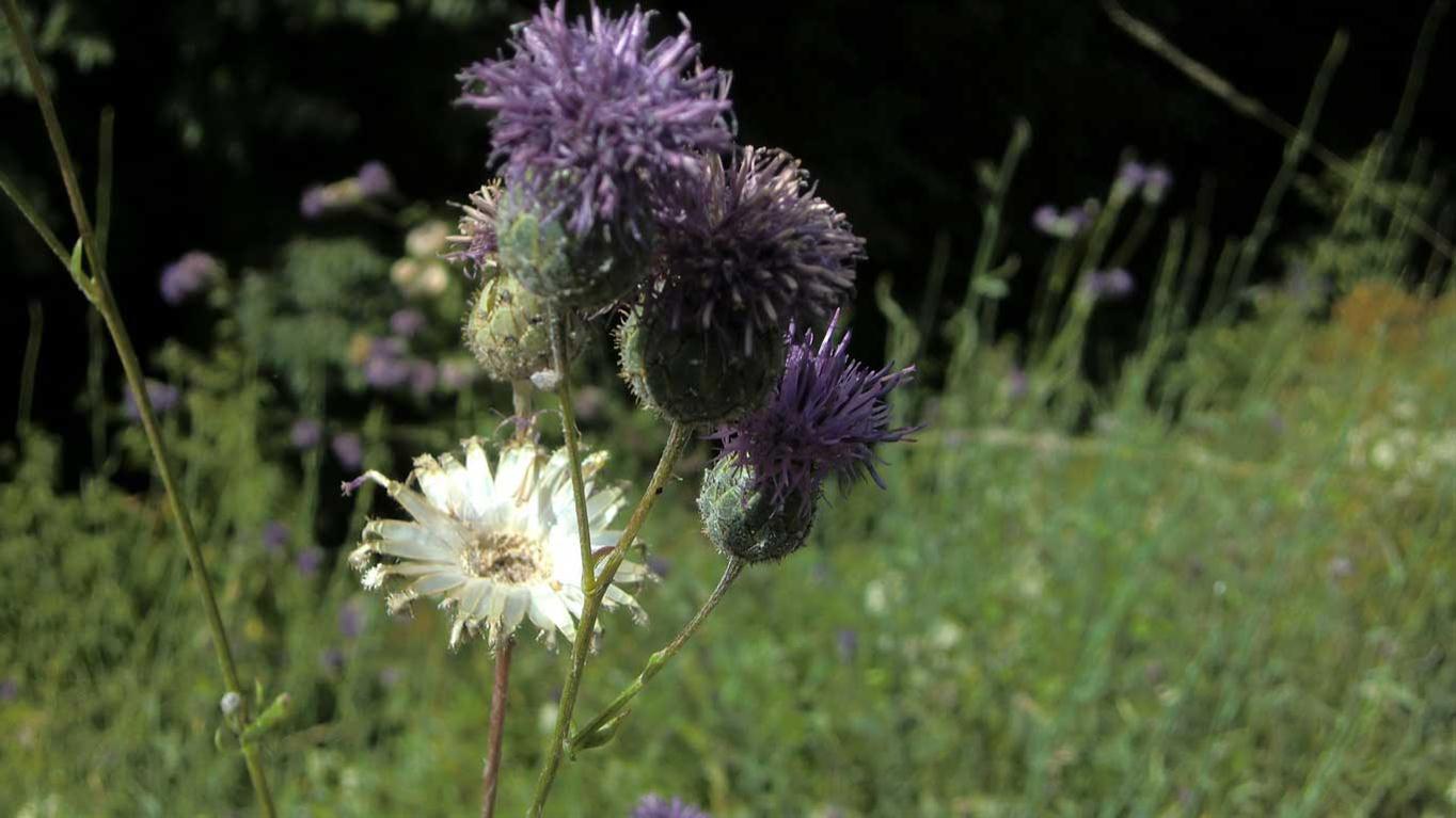 Centaurea scabiosa