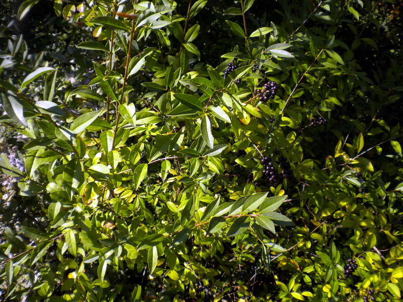 Ligustrum vulgare