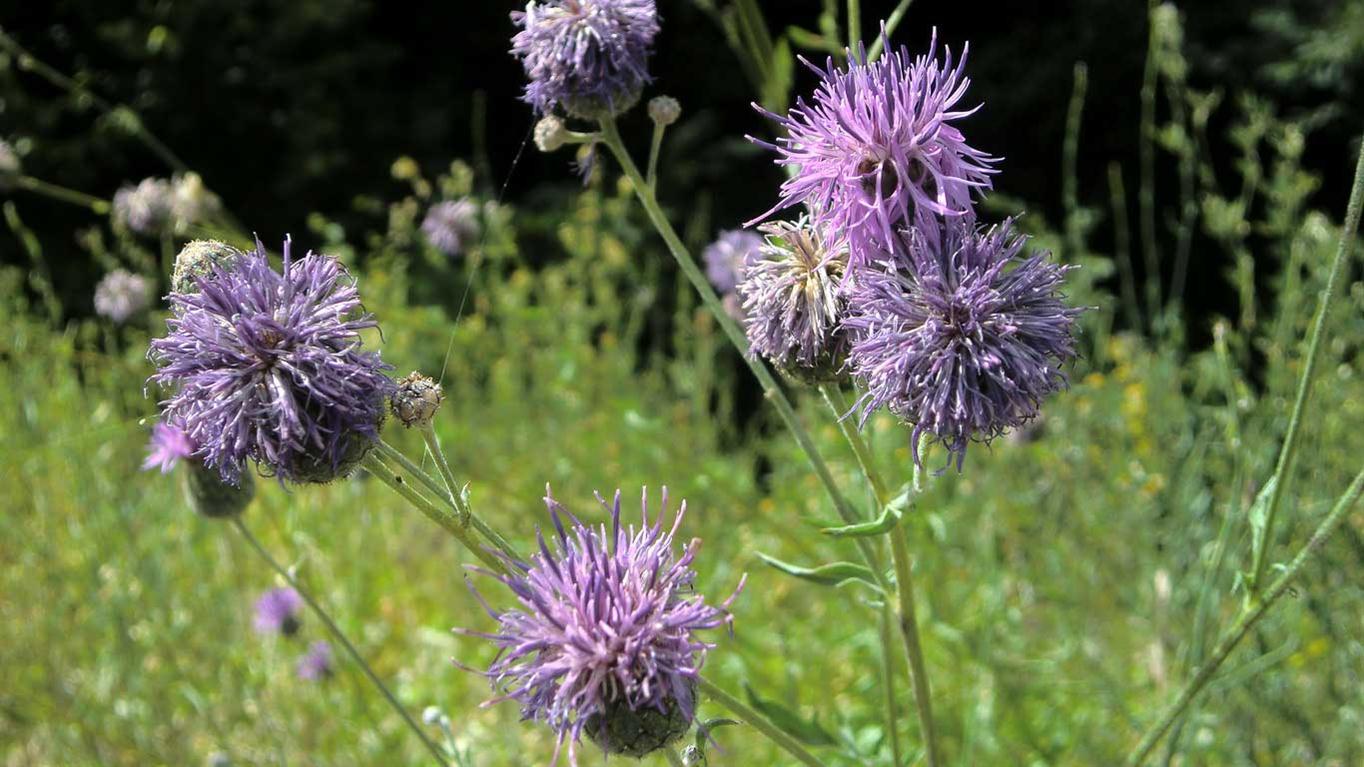 Centaurea scabiosa