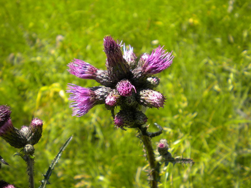 Composita - Cirsium  palustre