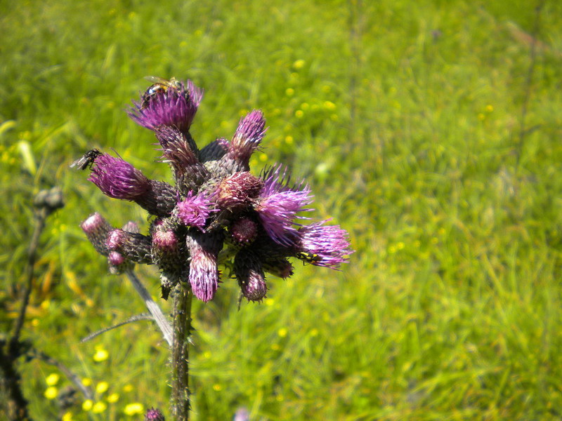 Composita - Cirsium  palustre