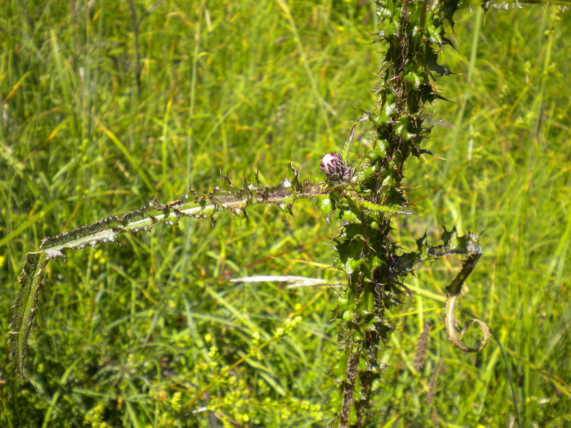 Composita - Cirsium  palustre