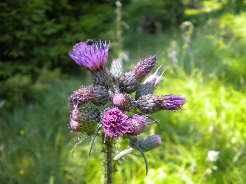 Composita - Cirsium  palustre