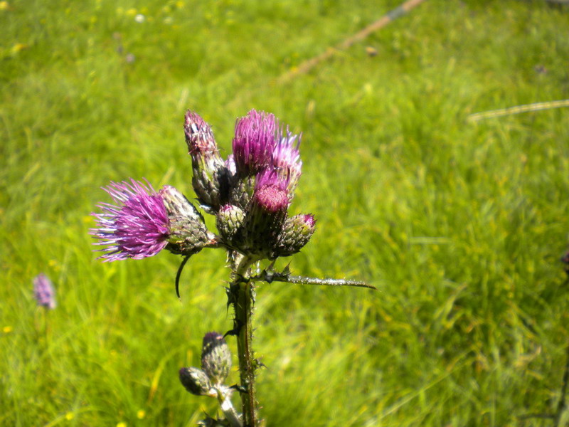 Composita - Cirsium  palustre