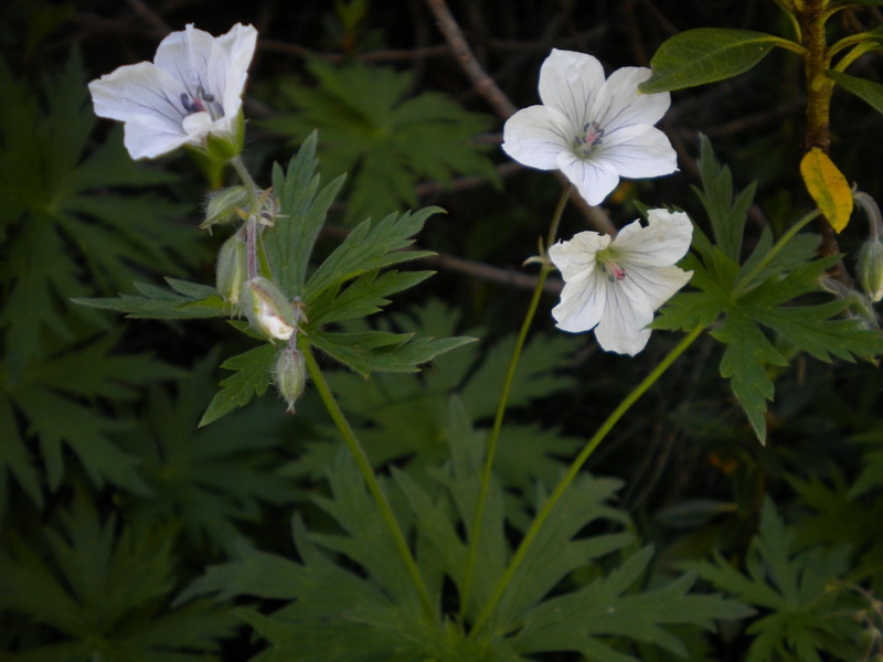 Geranium rivulare / Geranio dei rivi