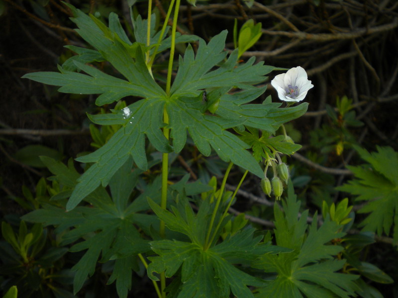 Geranium rivulare / Geranio dei rivi