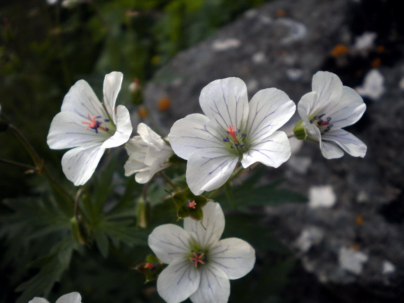 Geranium rivulare / Geranio dei rivi