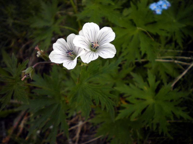 Geranium rivulare / Geranio dei rivi