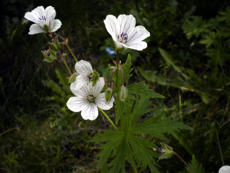 Geranium rivulare / Geranio dei rivi