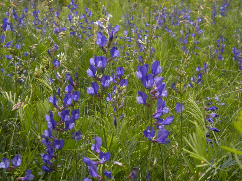 Vicia onobrychioides / Veccia astragalina