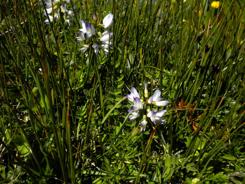 Astragalus alpinus / Astragalo alpino