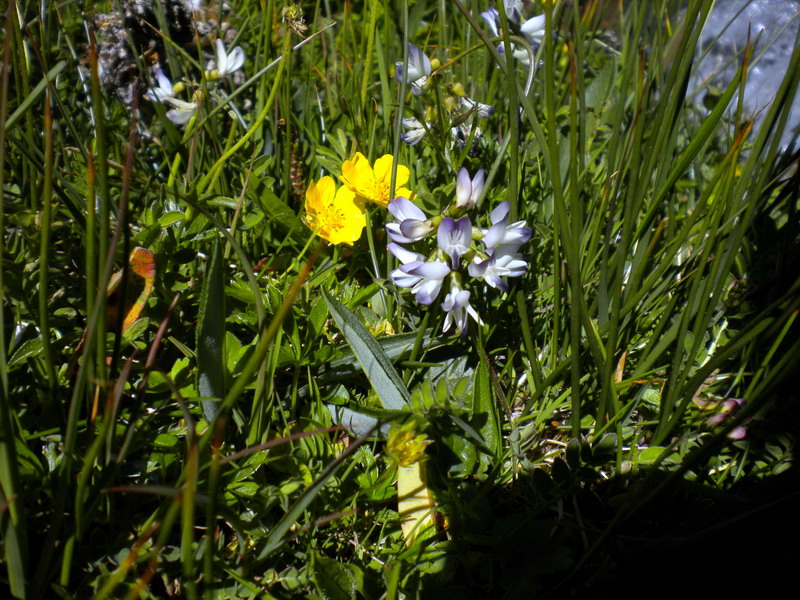 Astragalus alpinus / Astragalo alpino