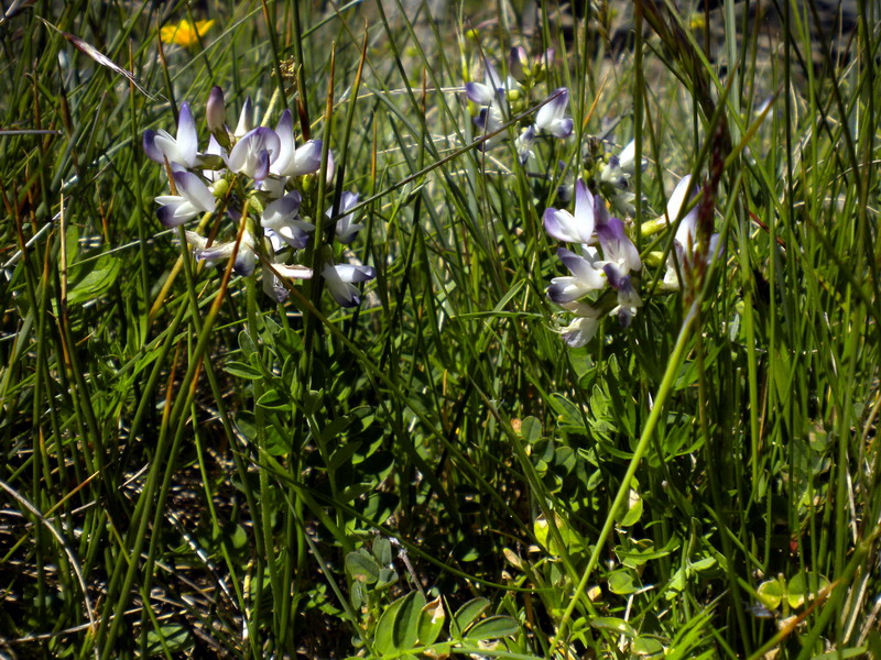 Astragalus alpinus / Astragalo alpino