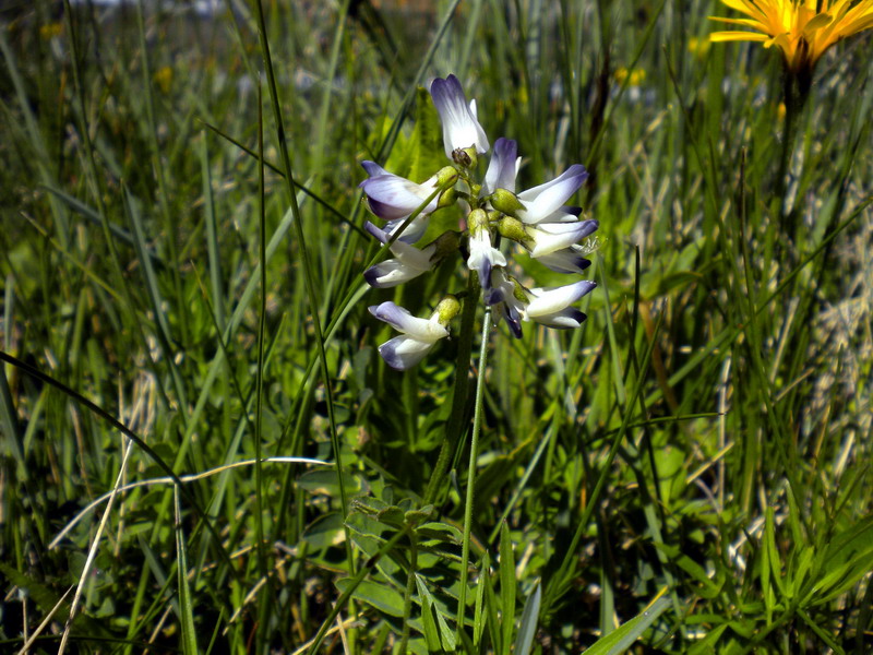 Astragalus alpinus / Astragalo alpino