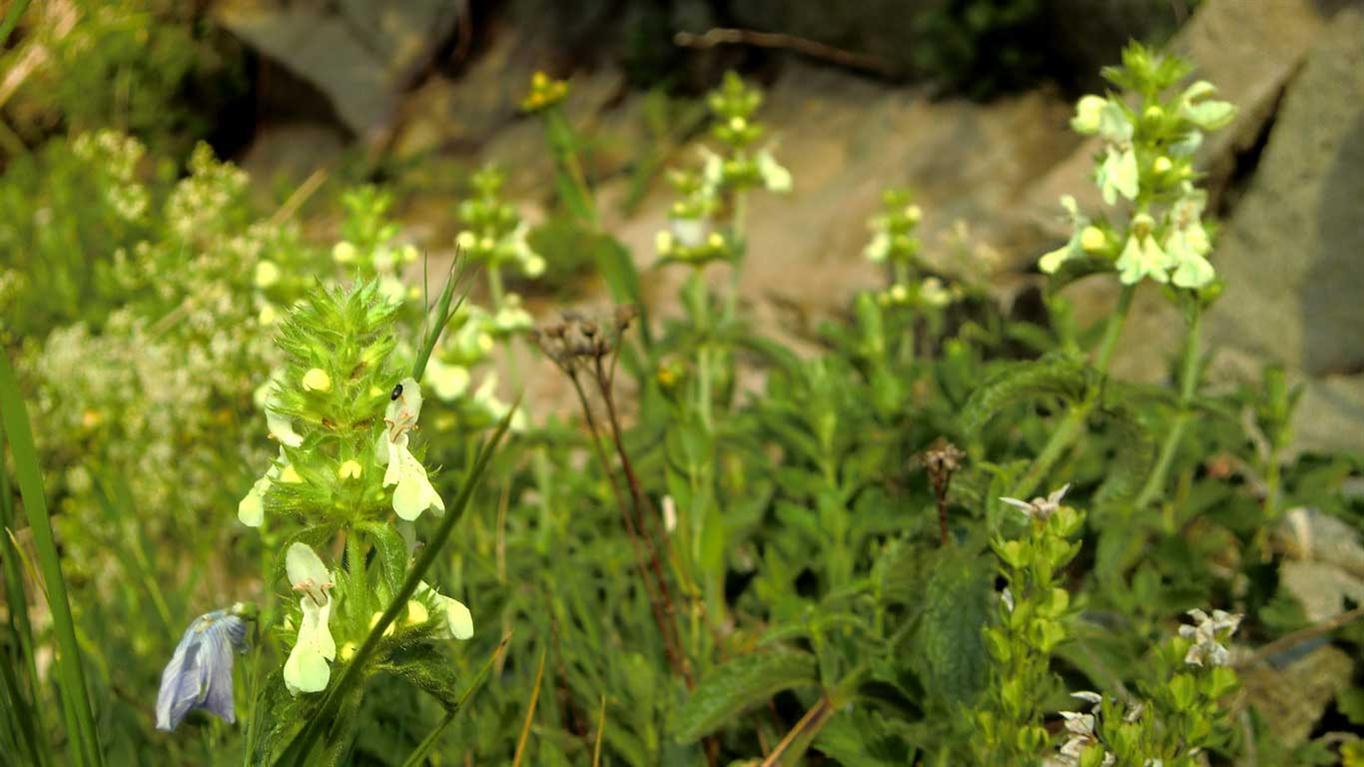 Stachys recta s.l.