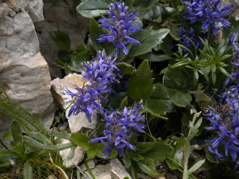 Scrofulariacea - Paederota bonarota