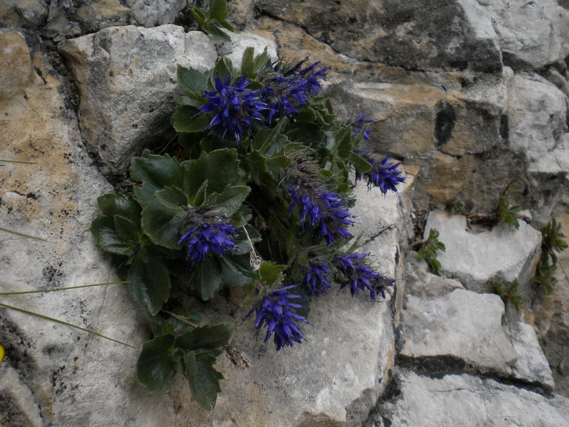 Scrofulariacea - Paederota bonarota