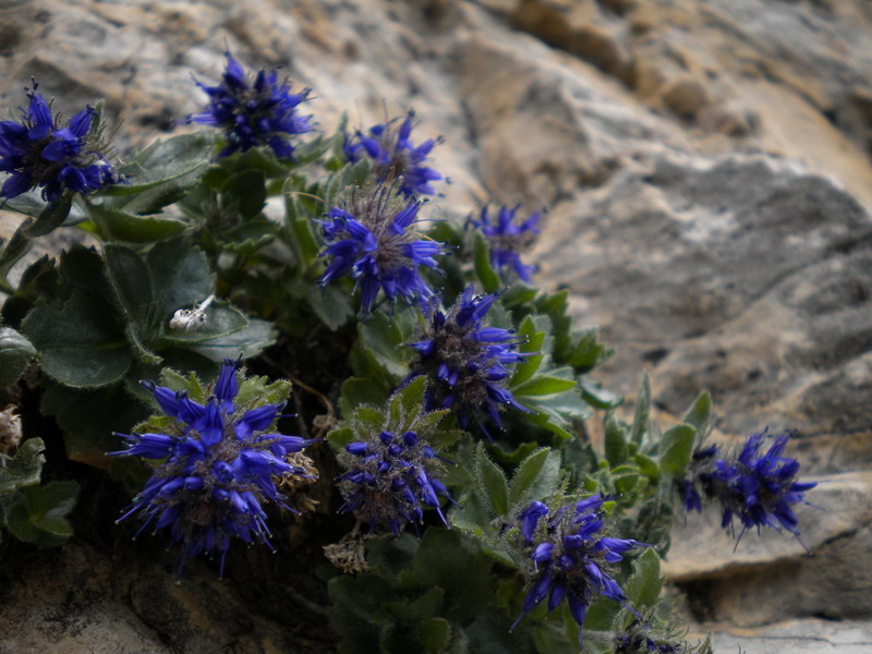 Scrofulariacea - Paederota bonarota