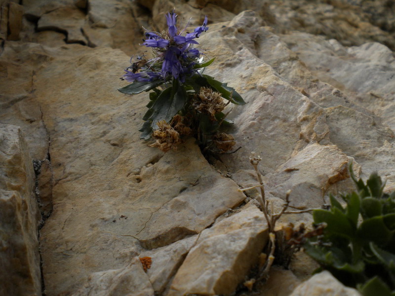 Scrofulariacea - Paederota bonarota