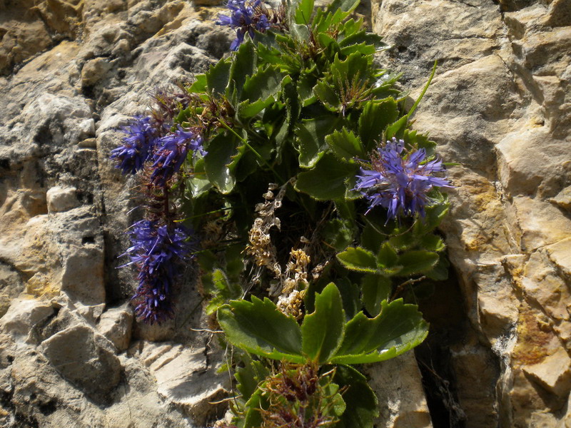 Scrofulariacea - Paederota bonarota