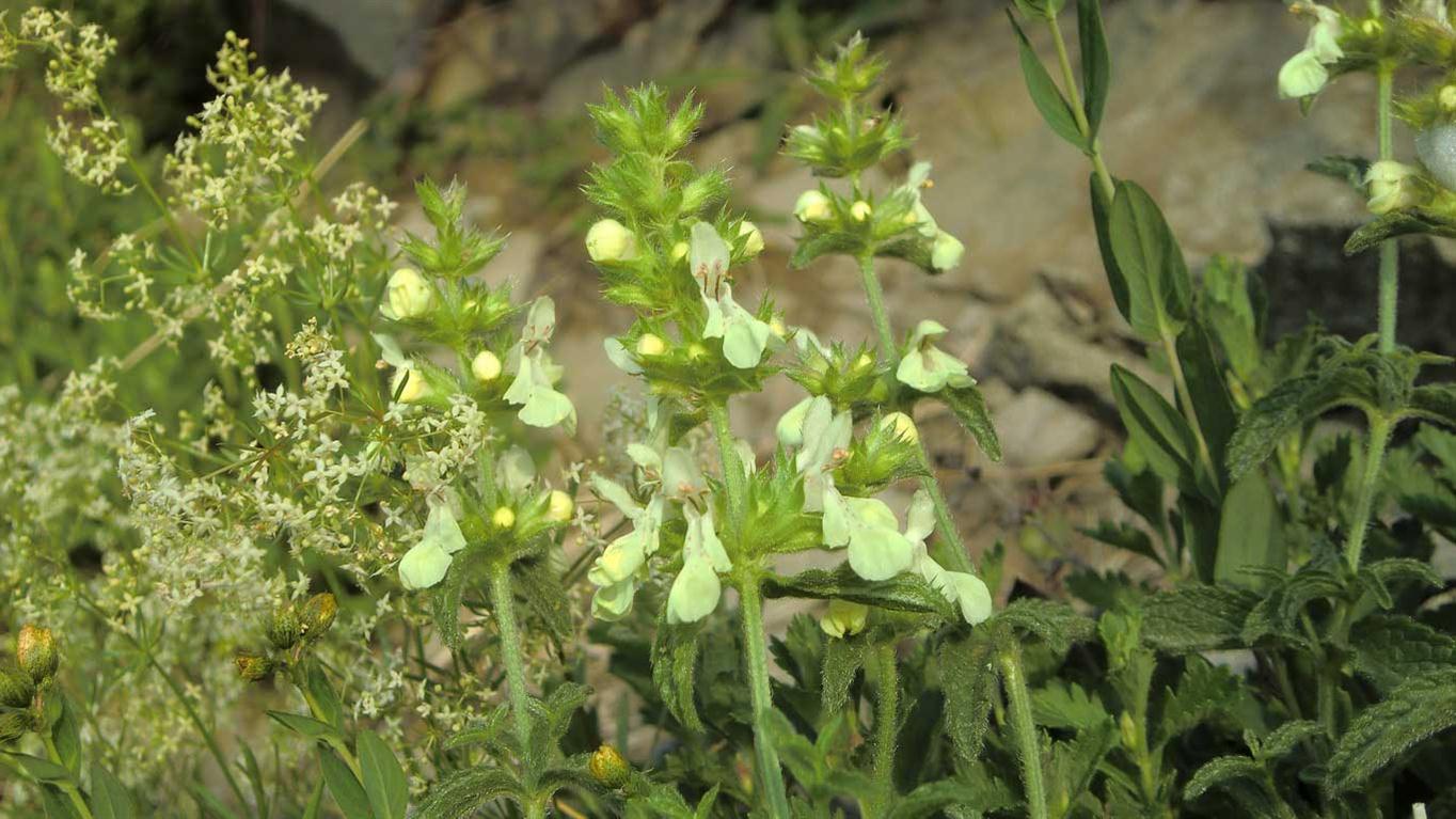 Stachys recta s.l.