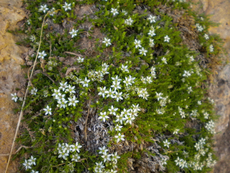 Facchinia (=Minuartia) rupestris / Minuartia rupestre