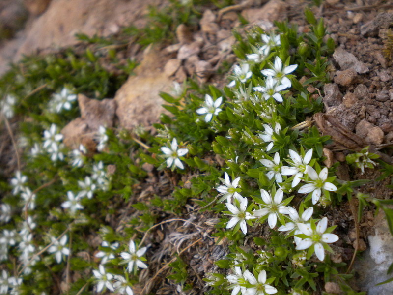 Facchinia (=Minuartia) rupestris / Minuartia rupestre