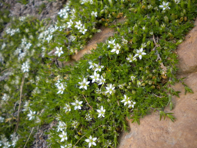 Facchinia (=Minuartia) rupestris / Minuartia rupestre