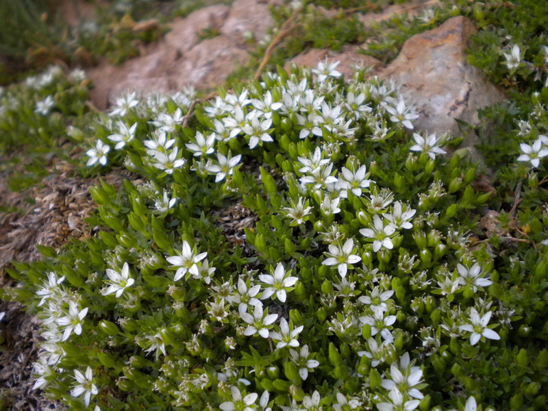 Facchinia (=Minuartia) rupestris / Minuartia rupestre