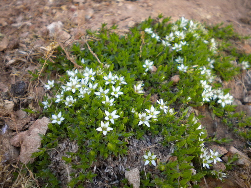 Facchinia (=Minuartia) rupestris / Minuartia rupestre