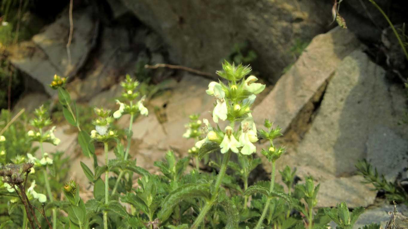 Stachys recta s.l.