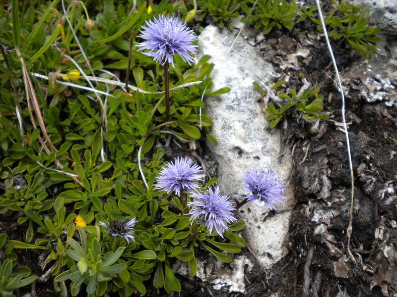Globularia cordifolia