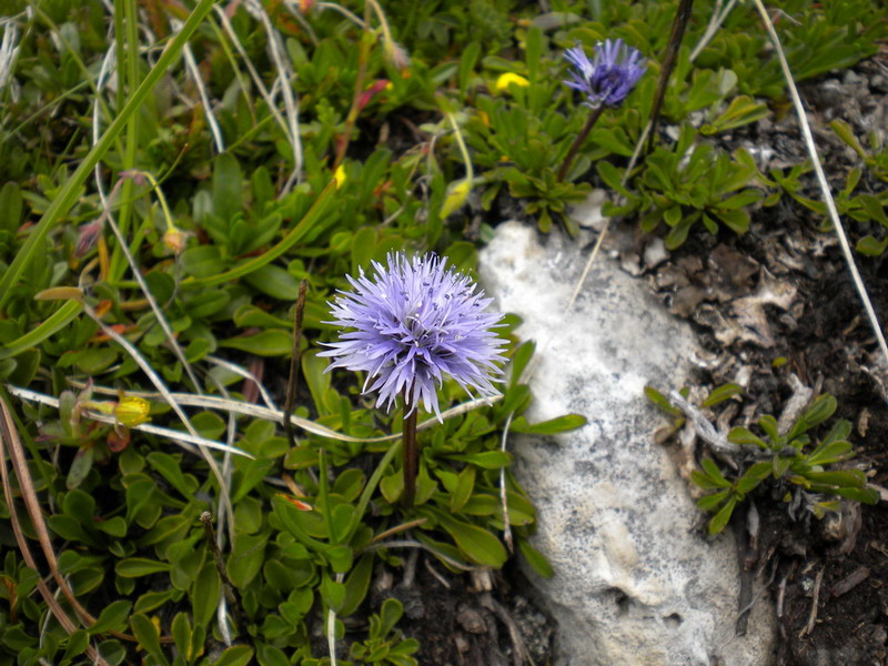 Globularia cordifolia