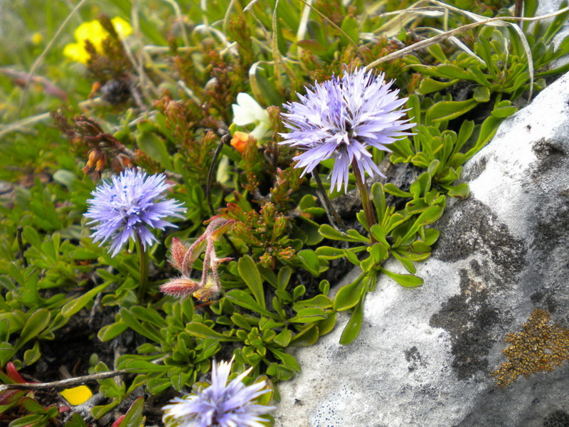 Globularia cordifolia
