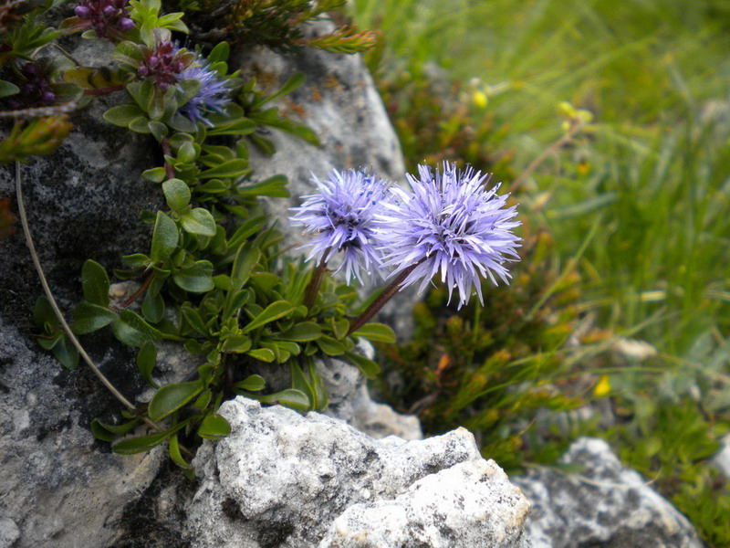 Globularia cordifolia