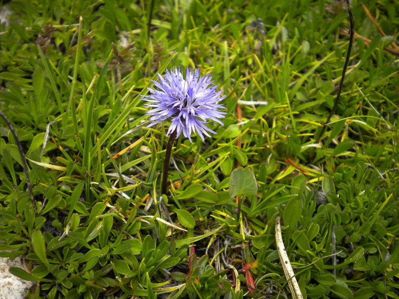 Globularia cordifolia