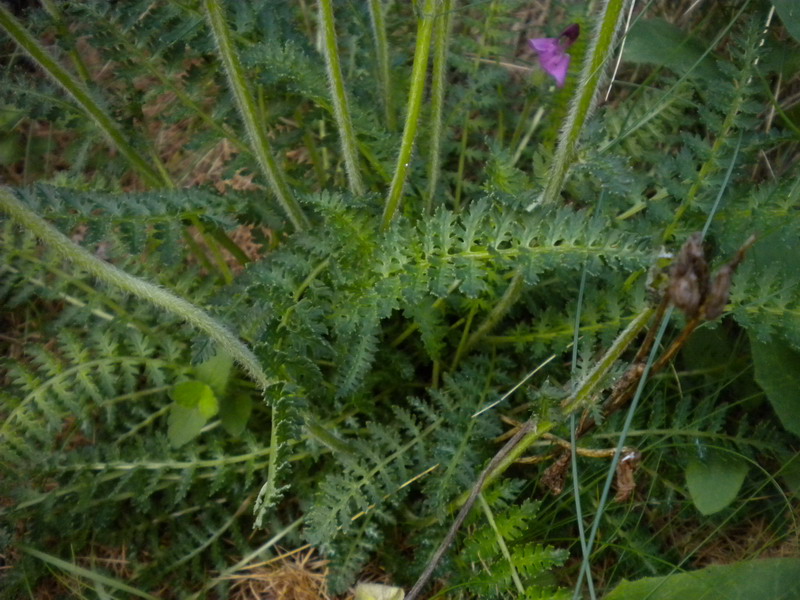Pedicularis rostrato-capitata?