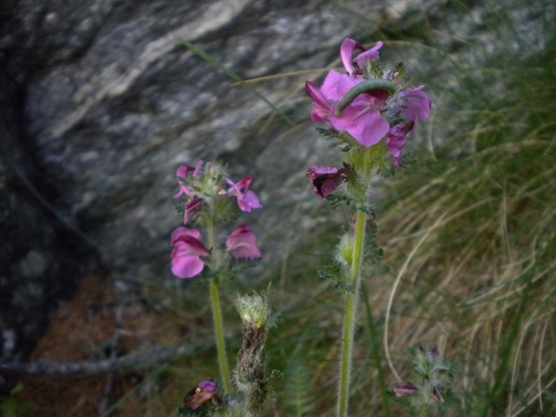 Pedicularis rostrato-capitata?