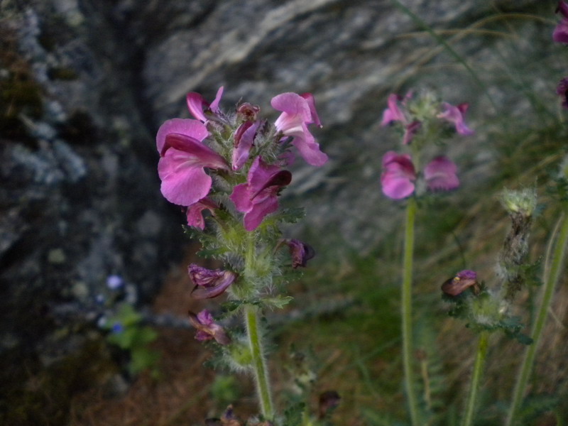 Pedicularis rostrato-capitata?