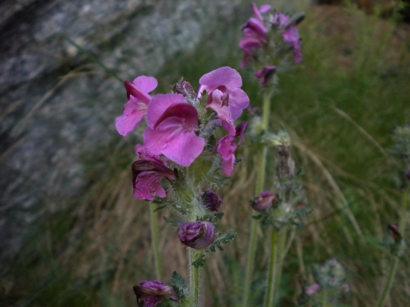 Pedicularis rostrato-capitata?