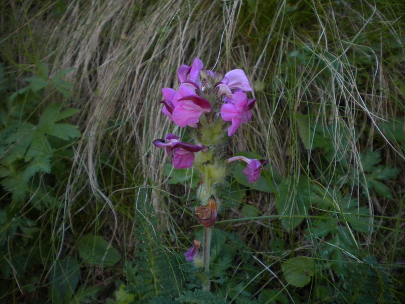 Pedicularis rostrato-capitata?