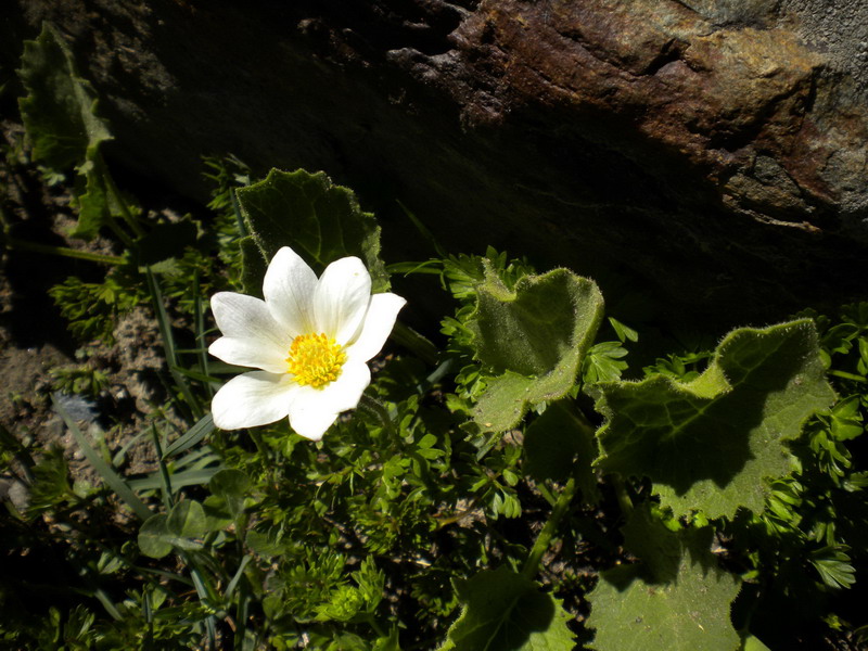 V.Aosta - Pulsatilla alpina